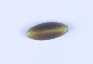 flache Horn-Perle - oval - bernstein - 14x10 mm von Rico Design