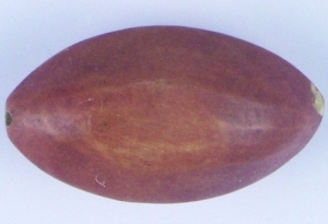 Perle, oval, Holz - braun 52x28 mm von Rico Design